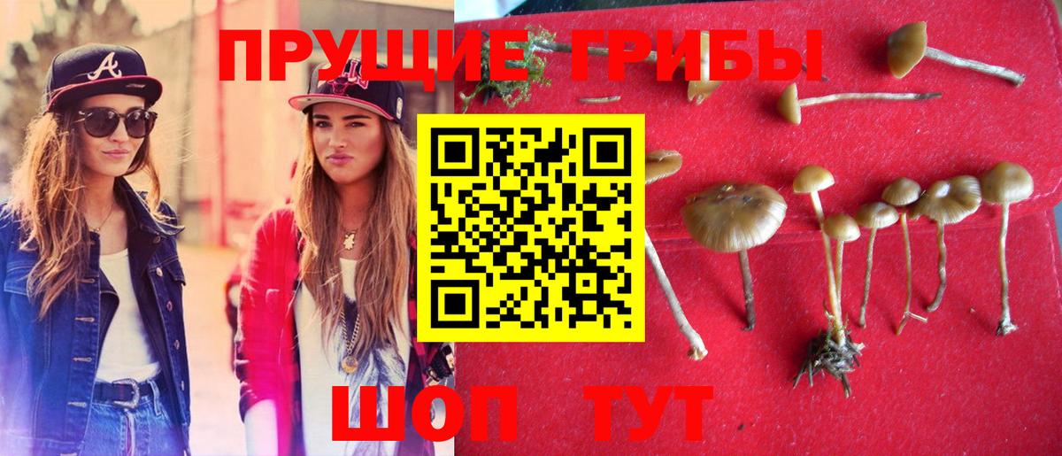 Котовск  наркотики  Вход с VPN  Галлюциногенные грибы Psilocybine cubensis 